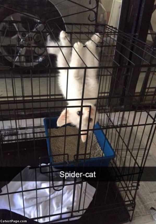 Spider Cat