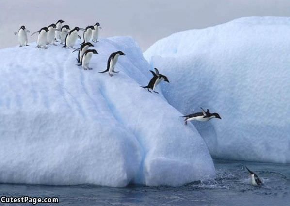 Splish Splash Diving Penguins
