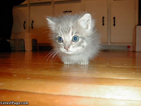 Spooked Kitten