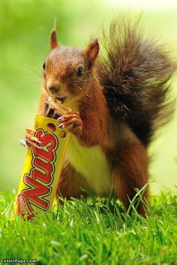 Squirrel Nuts