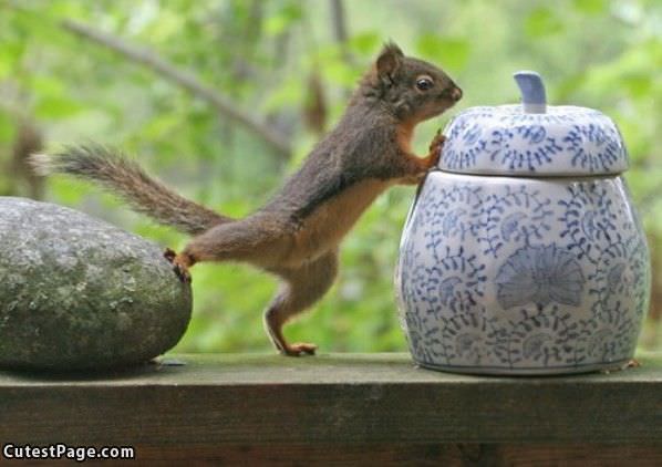 Squirrel Pushing It