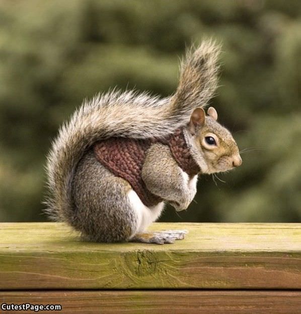 Squirrel Sweater