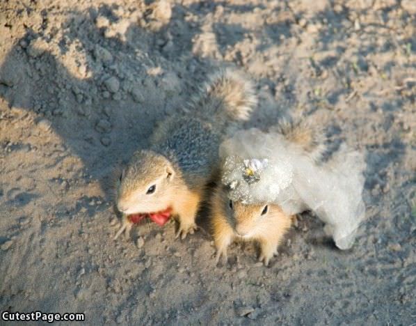 Squirrel Wedding