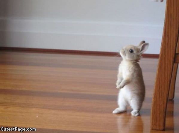Standing Bunny