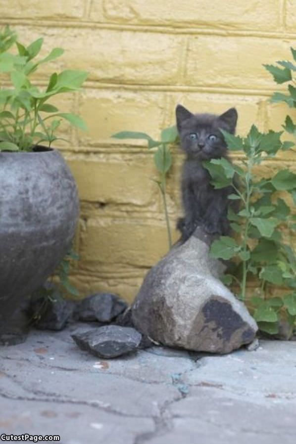 Standing Tall Kitten