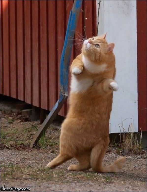 Standing Up Cat