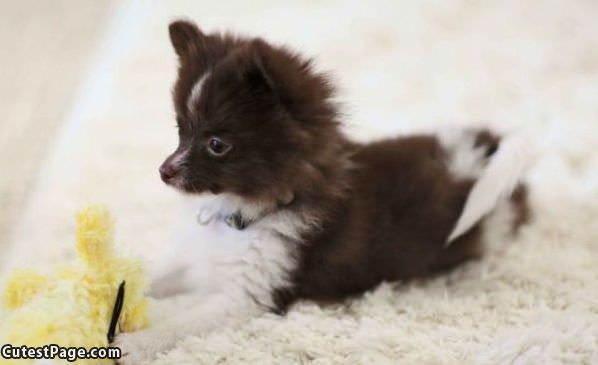 Such A Cute Puppy