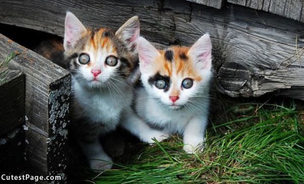 Such Cute Cats