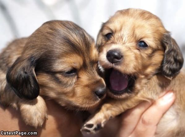 Such Happy Puppies