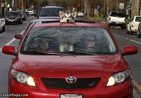 Sunroof Dog