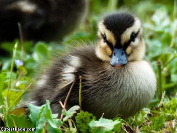 Super Closeup Duckie