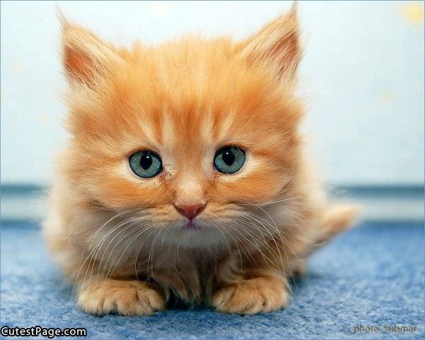 Super Cute Cat