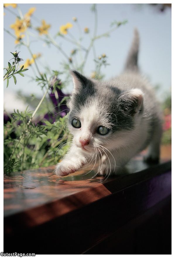 Super Cute Kitten