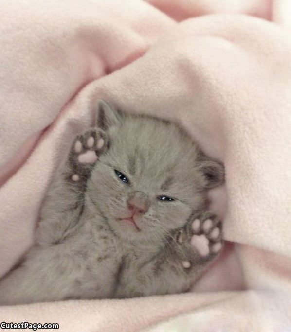 Super Cutie Kitten