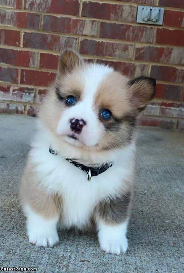 Super Fluffy Puppy