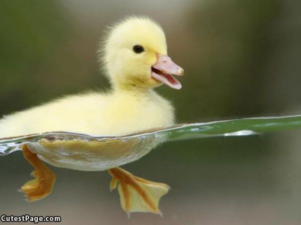 Swimming Duckie