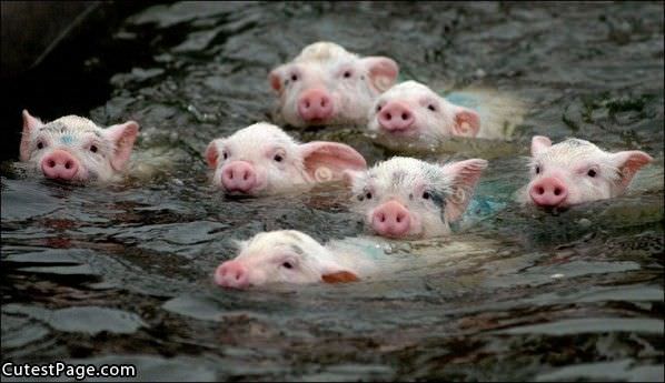 Swimming Pigs