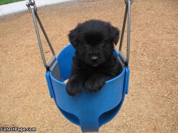 Swing Dog