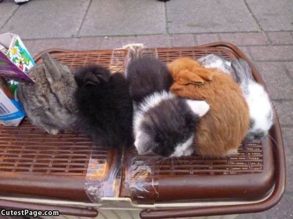 Taking A Nappy Nap