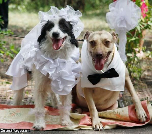 The Dog Wedding