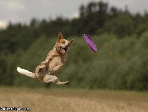 The Flying Dog