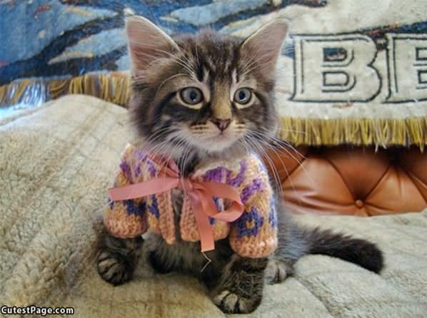 The Kitten Sweater