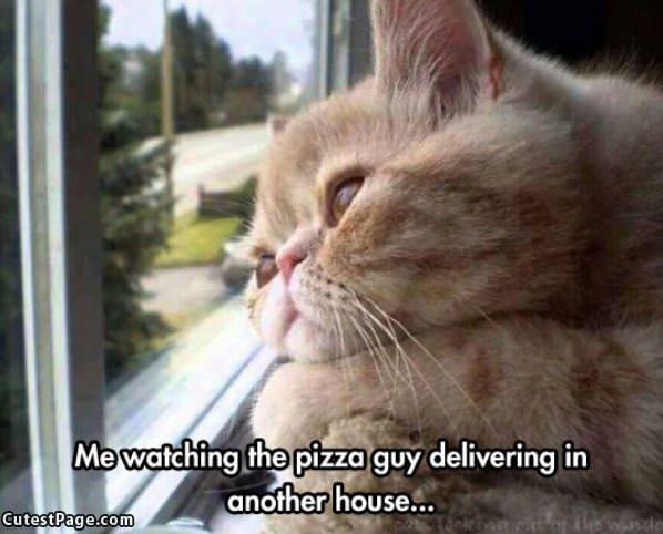 The Pizza Guy