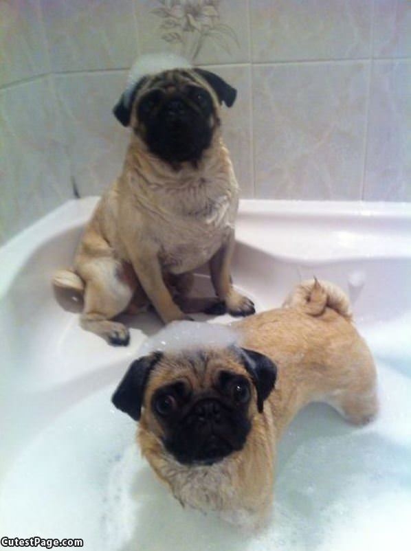 The Pug Bath