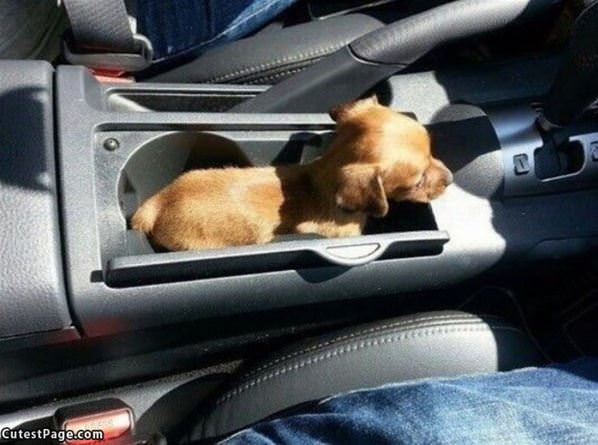 The Puppy Holder