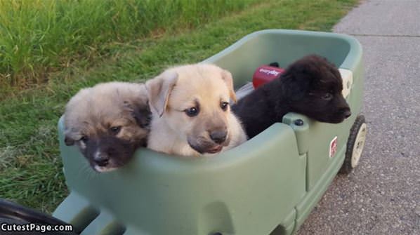 The Puppy Train