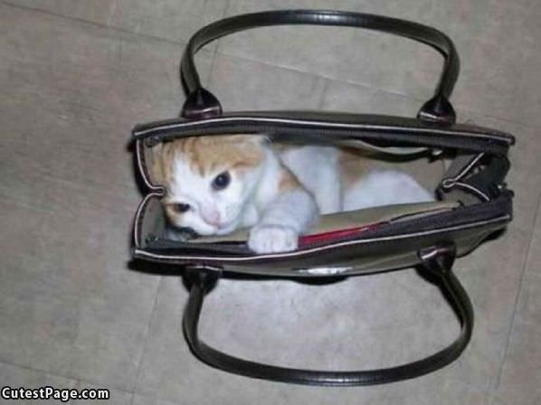 The Purse Cat