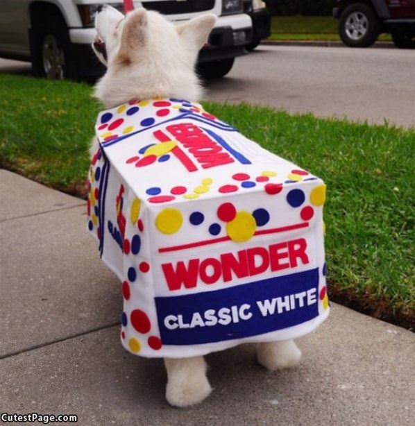 The Wonder Dog