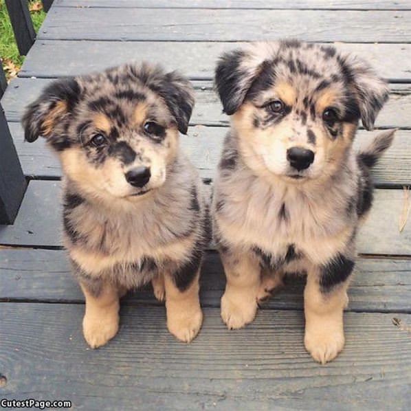 These Cute Puppies