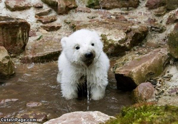 Thirsty Cute Bear
