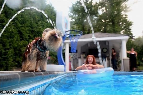 Thirsty Cute Dog