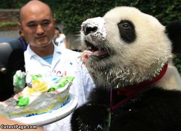 This Cute Bear Loves Cake