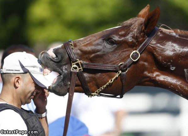 This Horse Loves Hats