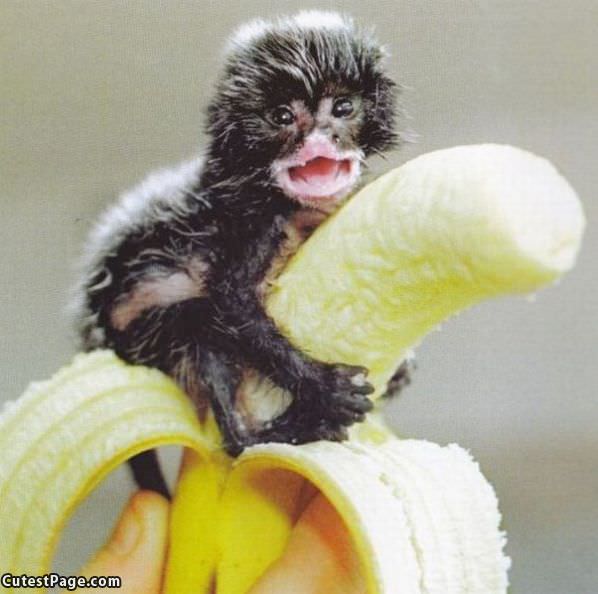 This My Banana