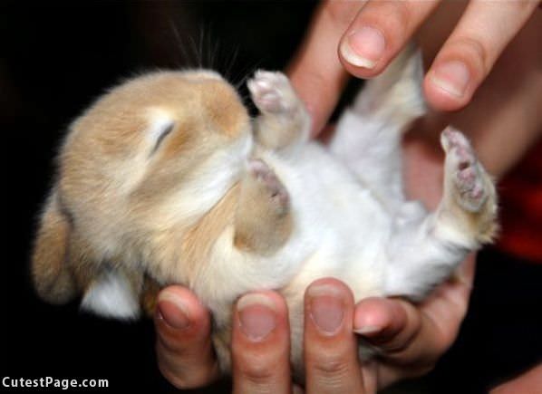 Tickle Bunny