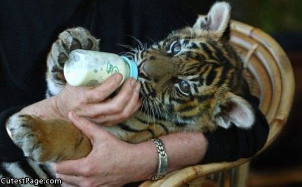 Tiger Hand Fed