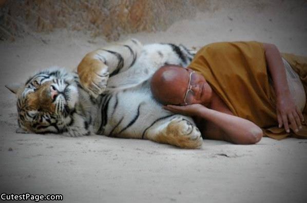 Tiger Rest