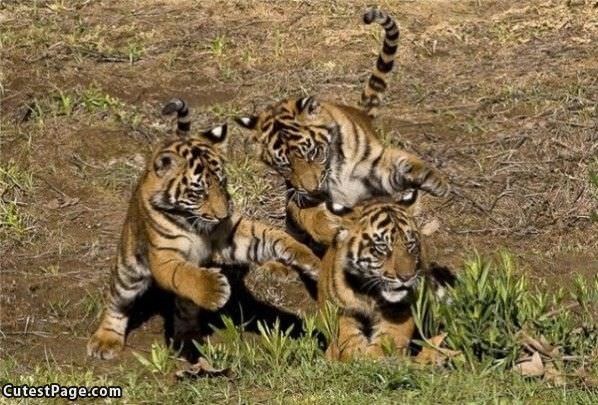 Tigers Playing