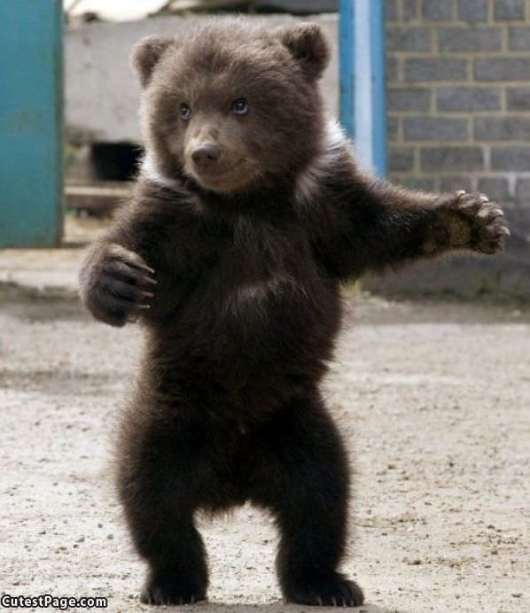 Time For A Bear Hug