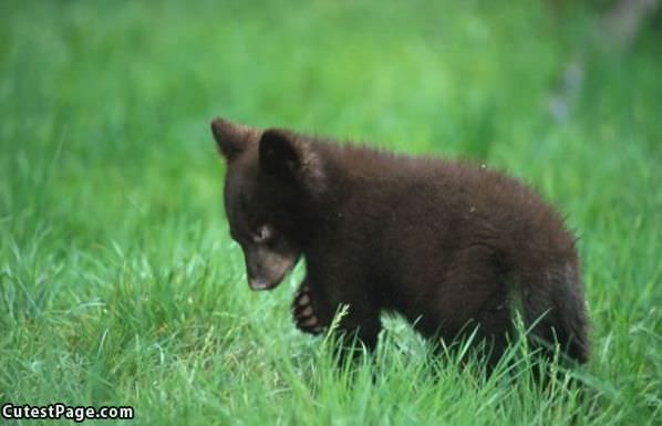 Tiny Bear
