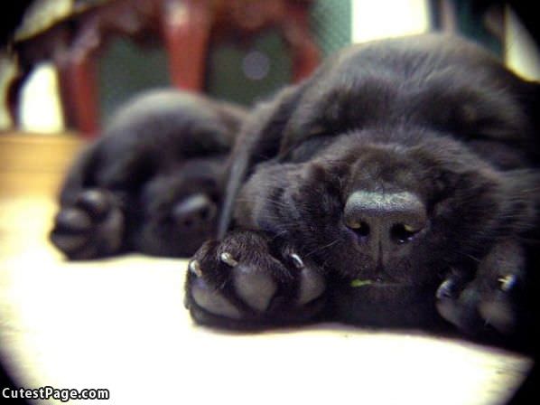 Tiny Black Pups