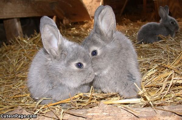 Tiny Bunnies