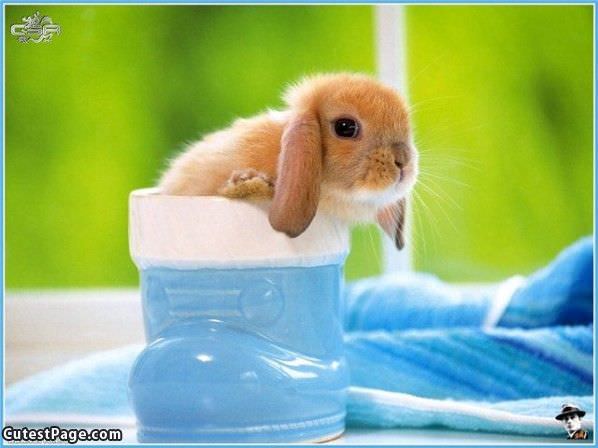 Tiny Cute Bunny