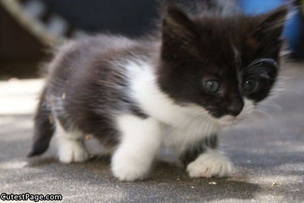 Tiny Cute Cat