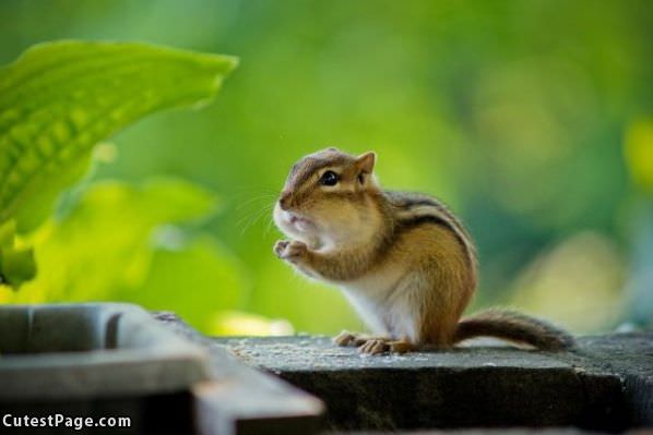 Tiny Cute Nom Face