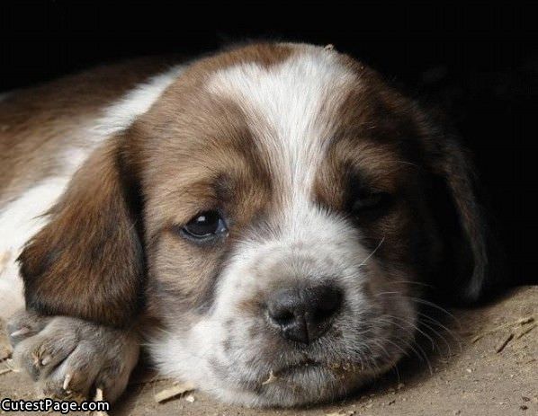 Tiny Cute Puppy Napping